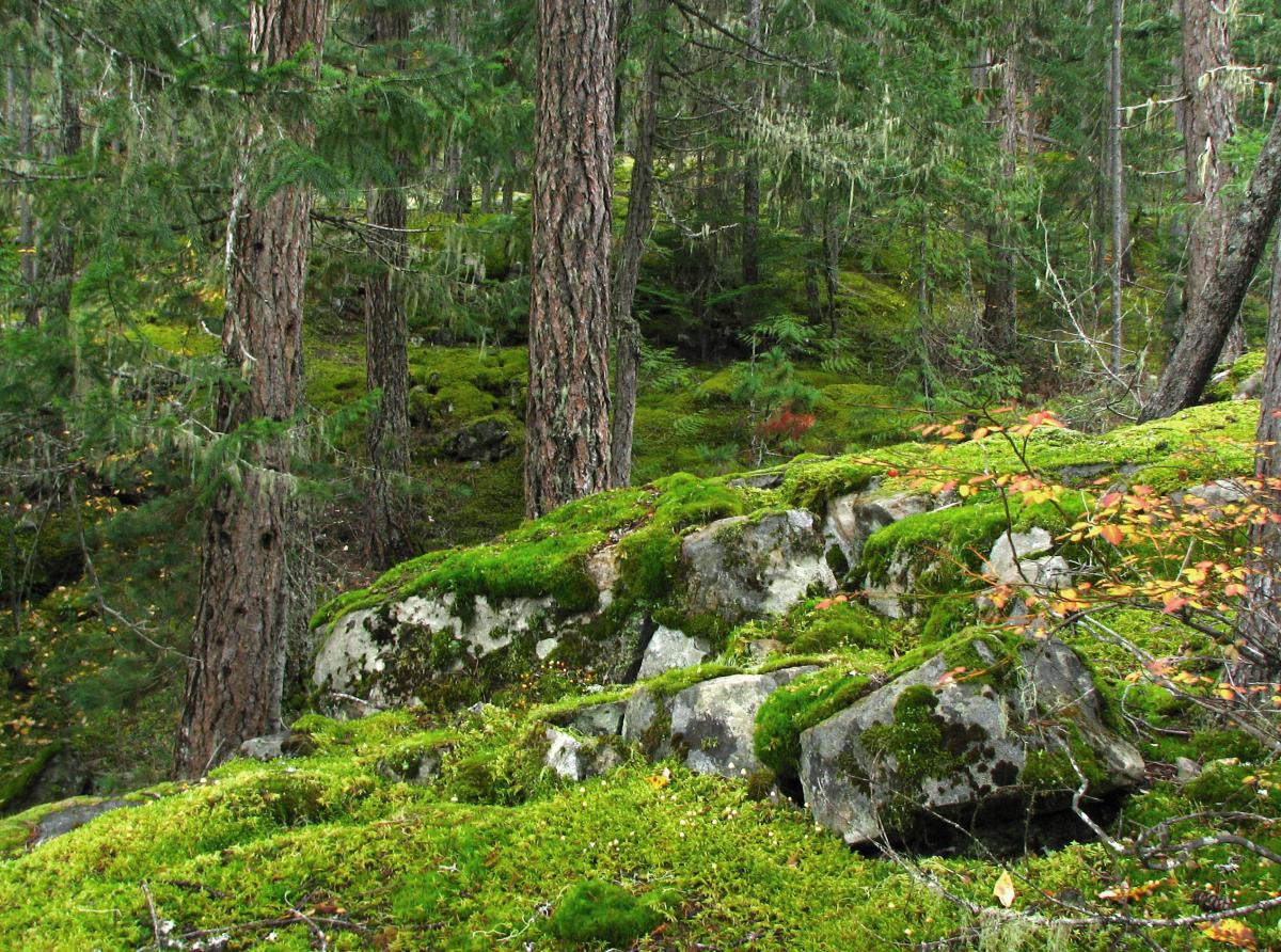 Mossy Rocks and Trees by Bob Brett.jpg