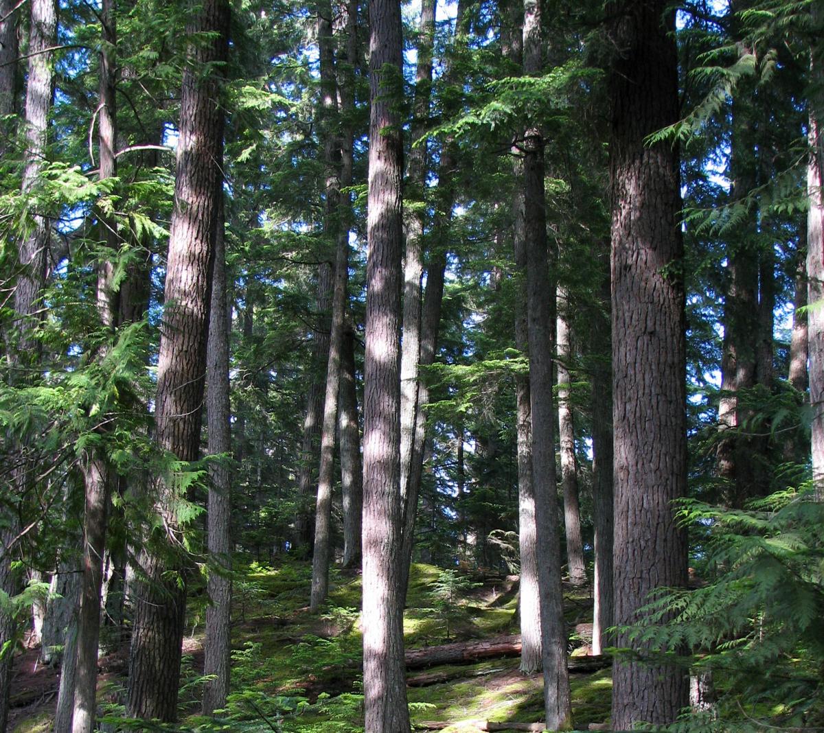 Sunlit Forest by Bob Brett.JPG