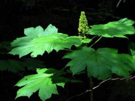 Sunlit Leaves by Bob Brett_0_0.jpg